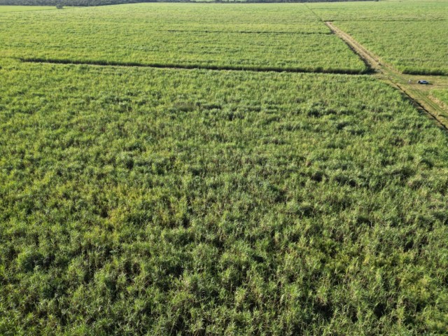 Fazenda com 143,9963 hectares, MS.